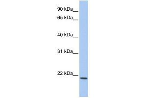 WB Suggested Anti-IL22 Antibody Titration:  0. (IL-22 anticorps  (C-Term))