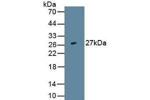 Detection of Recombinant IL29, Human using Monoclonal Antibody to Interleukin 29 (IL29) (IL29 anticorps  (AA 20-200))