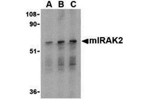Western Blotting (WB) image for anti-Interleukin-1 Receptor-Associated Kinase 2 (IRAK2) (C-Term) antibody (ABIN1030447) (IRAK2 anticorps  (C-Term))