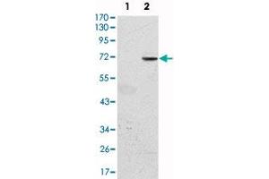 Western blot analysis using GFI1 monoclonal antibody, clone 5D7  against HEK293 (1) and GFI1-hIgGFc transfected HEK293 (2) cell lysate. (GFI1 anticorps)