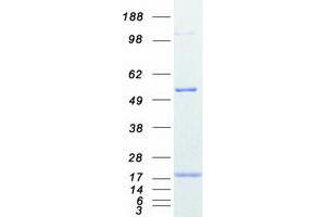 Validation with Western Blot