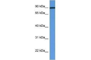 Western Blot showing PFKM antibody used at a concentration of 1 ug/ml against Fetal Heart Lysate