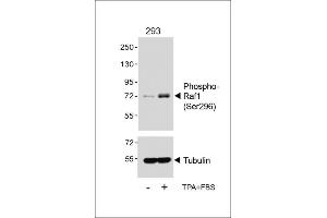 Western blot analysis of lysates from 293 cell line, untreated or treated with T(200nM)+10 % FBS, using (ABIN6241059 and ABIN6578963) (upper) or Tubulin (lower). (RAF1 anticorps  (pSer296))