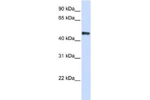 WB Suggested Anti-CSDA Antibody Titration: 0. (CSDA anticorps  (C-Term))