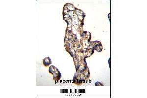 SLC15A3 Antibody immunohistochemistry analysis in formalin fixed and paraffin embedded human placenta tissue followed by peroxidase conjugation of the secondary antibody and DAB staining. (SLC15A3 anticorps  (AA 168-197))