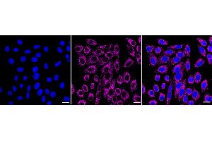 Immunocytochemical staining of HepG2 cells with G-rich RNA sequence binding factor 1 antibody(ABIN7798677), 1:1,000). (Recombinant GRSF1 anticorps)