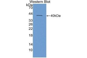 Western Blotting (WB) image for anti-Insulin Like Protein 3 (AA 63-129) antibody (ABIN1868723) (Insulin Like Protein 3 (AA 63-129) anticorps)