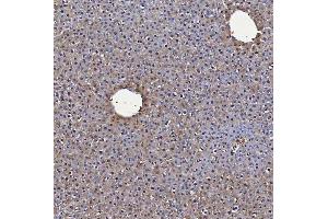 IHC analysis of SBP/SELENBP1 using anti-SBP/SELENBP1 antibody (ABIN7600755). (SELENBP1 anticorps  (AA 23-462))