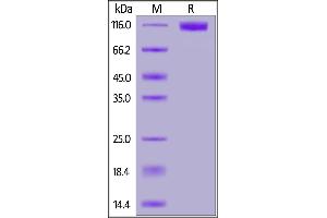 Human M-CSF R, Mouse IgG2a Fc Tag (MALS verified) on  under reducing (R) condition.