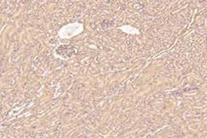 Immunohistochemistry analysis of paraffin-embedded mouse kidney using,KIF5B (ABIN7074440) at dilution of 1: 1000
