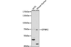 Western blot analysis of extracts of various cell lines, using GTPBP2 antibody (ABIN7267523) at 1:1000 dilution. (GTPBP2 anticorps  (AA 1-250))