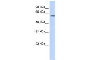 Image no. 1 for anti-PiggyBac Transposable Element Derived 3 (PGBD3) (AA 71-120) antibody (ABIN6742696) (PGBD3 anticorps  (AA 71-120))