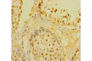 Immunohistochemistry of paraffin-embedded human testis tissue using ABIN7150760 at dilution of 1:100 (DUSP21 anticorps  (AA 1-190))