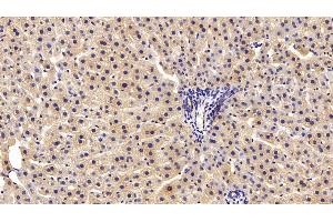 Detection of PRDX2 in Rat Liver Tissue using Polyclonal Antibody to Peroxiredoxin 2 (PRDX2) (Peroxiredoxin 2 anticorps  (AA 6-164))