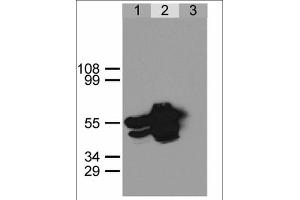 Immunoprecipitation of GFP-NLS from HEK293 cells using anti-GFP antibody. (GFP anticorps)
