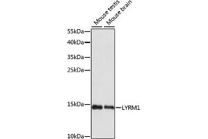 Western blot analysis of extracts of various cell lines, using LYRM1 antibody (ABIN7268322) at 1:1000 dilution. (LYRM1 anticorps  (AA 1-122))