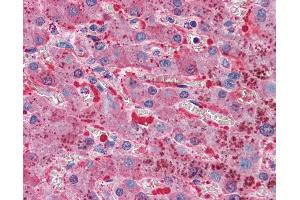 Anti-TFPI antibody IHC of human liver.