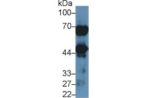 Rabbit Detection antibody from the kit in WB with Positive Control: Human lung lysate. (NAGA Kit ELISA)