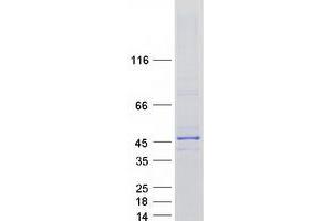 Validation with Western Blot