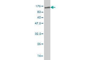 Western Blot detection against Immunogen (93.