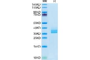 Biotinylated Human ANGPTL2/Angiopoietin-like 2 on Tris-Bis PAGE under reduced condition.