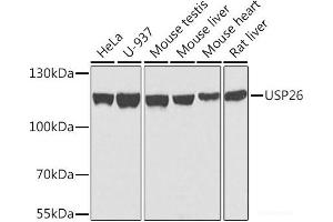 Western blot analysis of extracts of various cell lines using USP26 Polyclonal Antibody at dilution of 1:1000. (USP26 anticorps)