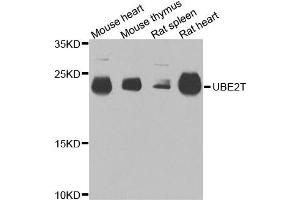 Western blot analysis of extracts of various cells, using UBE2T antibody. (Ube2t anticorps)