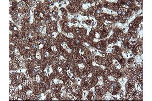 Immunohistochemistry (IHC) image for anti-Acetyl-CoA Acyltransferase 2 (ACAA2) antibody (ABIN1495727) (ACAA2 anticorps)
