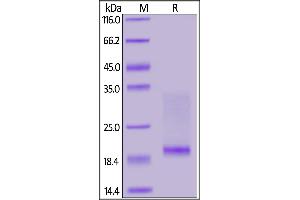 Mouse CD3E&CD3D Heterodimer Protein, His Tag&Flag Tag (MALS verified) on  under reducing (R) condition.