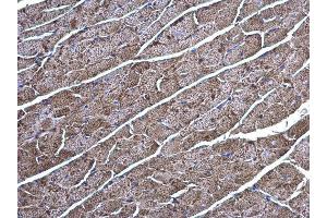 IHC-P Image Creatine kinase (brain) antibody [N3C3] detects Creatine kinase (brain) protein at cytoplasm on mouse heart by immunohistochemical analysis.
