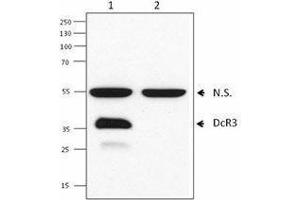 Western Blotting (WB) image for anti-Tumor Necrosis Factor Receptor Superfamily, Member 6b, Decoy (TNFRSF6B) antibody (ABIN2664922) (TNFRSF6B anticorps)