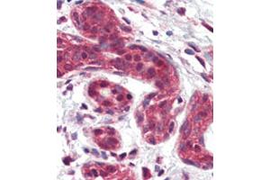 anti-SLUG (AA 98-129) antibody