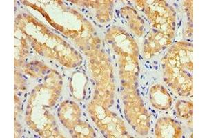 Immunohistochemistry of paraffin-embedded human kidney tissue using ABIN7149383 at dilution of 1:100