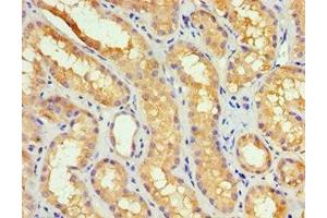 Immunohistochemistry of paraffin-embedded human kidney tissue using ABIN7149383 at dilution of 1:100 (GBA3 anticorps  (AA 1-162))