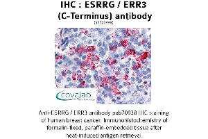 Image no. 1 for anti-Estrogen-Related Receptor gamma (ESRRG) antibody (ABIN1734157) (ESRRG anticorps)