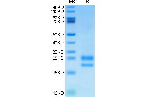 Biotinylated Human VEGF121 on Tris-Bis PAGE under reduced condition.