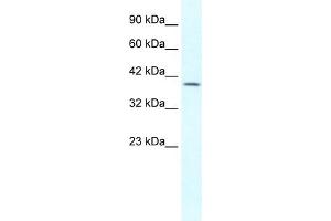 WB Suggested Anti-GBX2 Antibody Titration: 1. (GBX2 anticorps  (Middle Region))