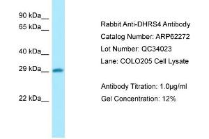 Western Blotting (WB) image for anti-Dehydrogenase/reductase (SDR Family) Member 4 (DHRS4) (N-Term) antibody (ABIN2789094)