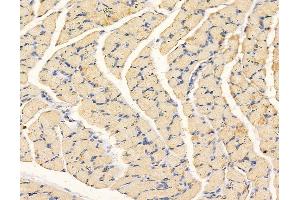 ABIN6263565 and ABIN6279575 at 1/100 staining rat muscle tissue by IHC-P.