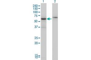 Western Blotting (WB) image for anti-Cleavage Stimulation Factor, 3' Pre-RNA, Subunit 2, 64kDa (CSTF2) (AA 1-578) antibody (ABIN598633)
