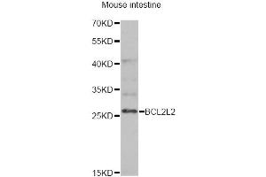 Western blot analysis of extracts of mouse intestine, using BCL2L2 antibody (ABIN6291794) at 1:1000 dilution.