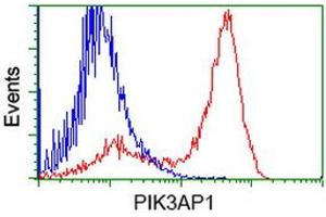 HEK293T cells transfected with either RC214125 overexpress plasmid (Red) or empty vector control plasmid (Blue) were immunostained by anti-PIK3AP1 antibody (ABIN2453456), and then analyzed by flow cytometry. (PIK3AP1 anticorps)