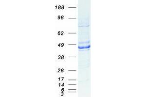 Validation with Western Blot