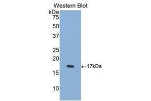Western Blotting (WB) image for anti-Sema Domain, Immunoglobulin Domain (Ig), Transmembrane Domain (TM) and Short Cytoplasmic Domain, (Semaphorin) 4D (SEMA4D) (AA 502-636) antibody (ABIN1860525) (SEMA4D/CD100 anticorps  (AA 502-636))