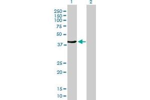 Western Blot analysis of FMNL3 expression in transfected 293T cell line by FMNL3 MaxPab polyclonal antibody. (Formin-Like 3 anticorps  (AA 1-347))