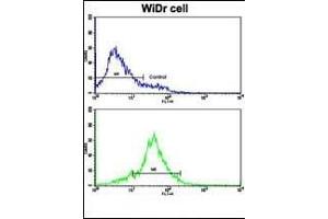 Flow cytometric analysis of WiDr cells using HSP90AB1 Antibody (Center)(bottom histogram) compared to a negative control cell (top histogram). (HSP90AB1 anticorps  (AA 438-465))