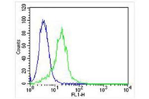 anti-Lipoprotein Lipase (LPL) (AA 300-327) antibody