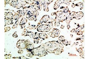 Immunohistochemical analysis of paraffin-embedded human-placenta, antibody was diluted at 1:200 (DDT anticorps  (AA 50-90))