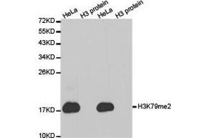 Western Blotting (WB) image for anti-Histone H3 (H3) (H3K79me2) antibody (ABIN1873007)