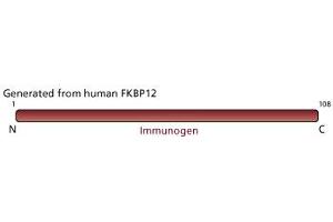 Image no. 1 for anti-FK506 Binding Protein 1A, 12kDa (FKBP1A) (AA 1-108) antibody (ABIN968189) (FKBP1A anticorps  (AA 1-108))